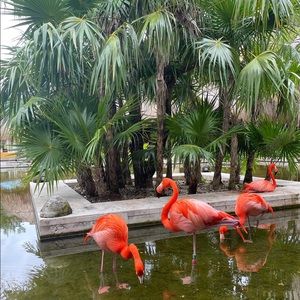 Meet your Posher, Shantae